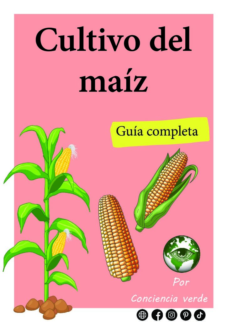 Cultivo Del Ma Z Gu A Completa Digital Conciencia Verde