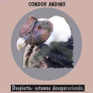 Cóndor de los Andes, ave majestuosa en proceso de protección
