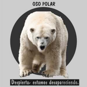 Oso polar sobre hielo derretido, víctima directa del calentamiento global.