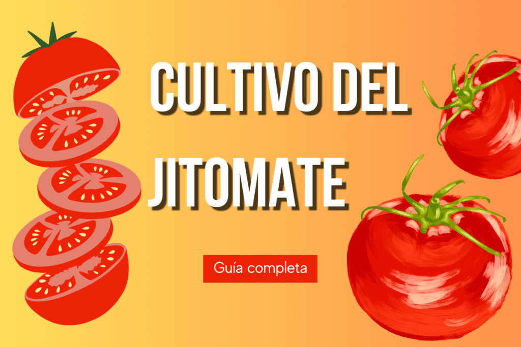 ¿Cómo cultivar jitomate en casa?; Guía completa