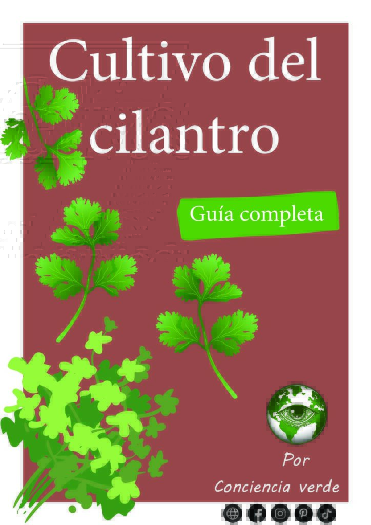 Portada - Cultivo del cilantro