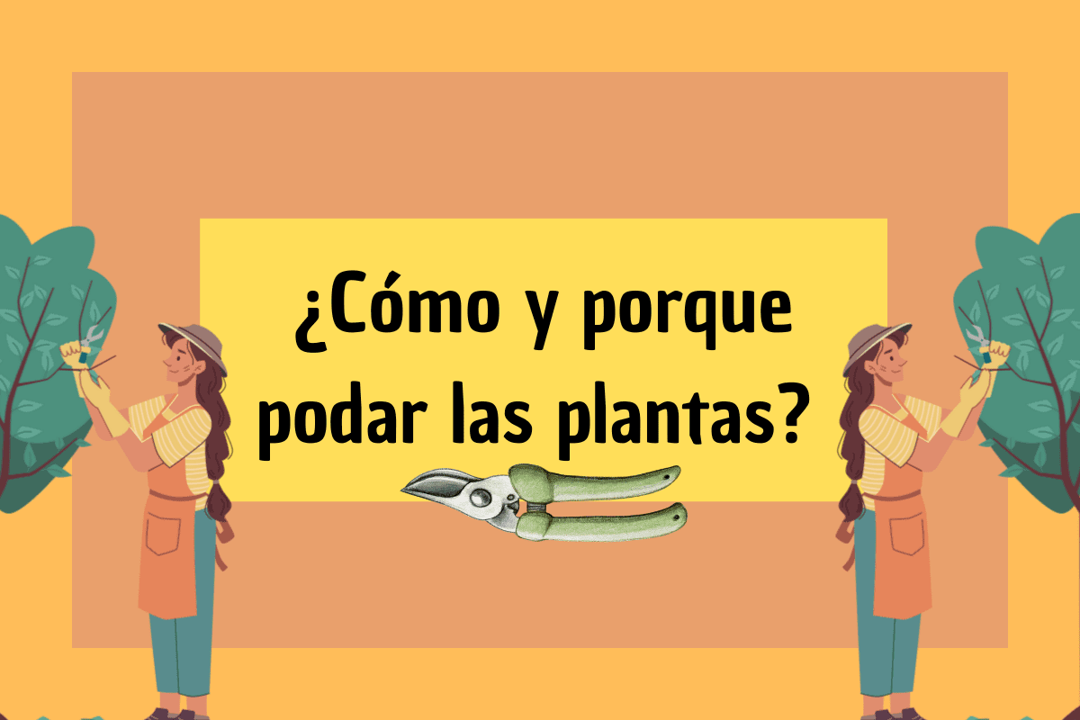 ¿Cómo podar las plantas y por qué hacerlo? Beneficios