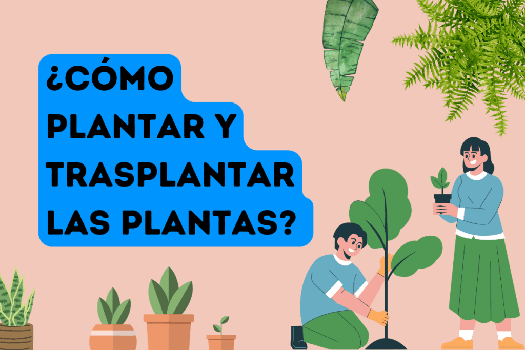 ¿Cómo trasplantar y plantar las plantas? Consejos