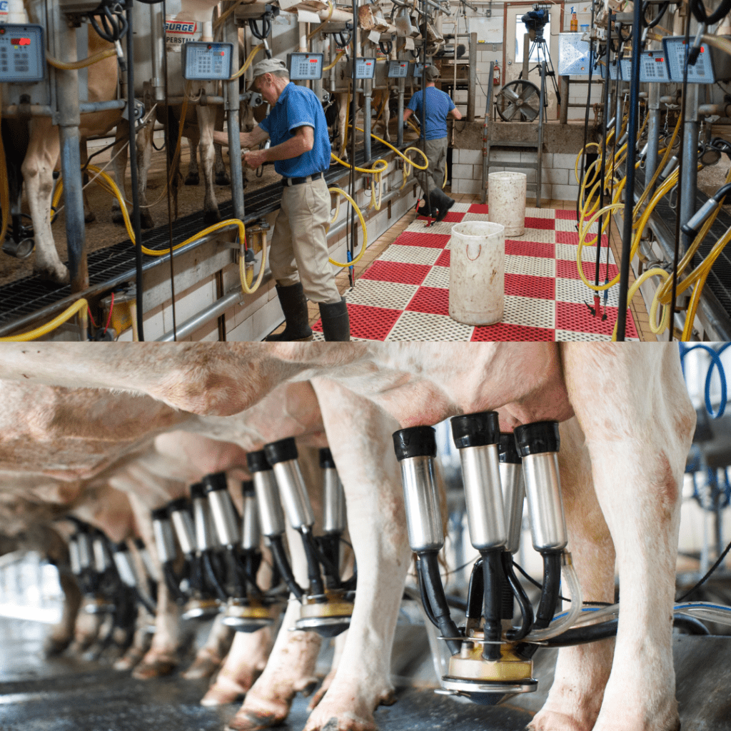 proceso de la leche de vaca