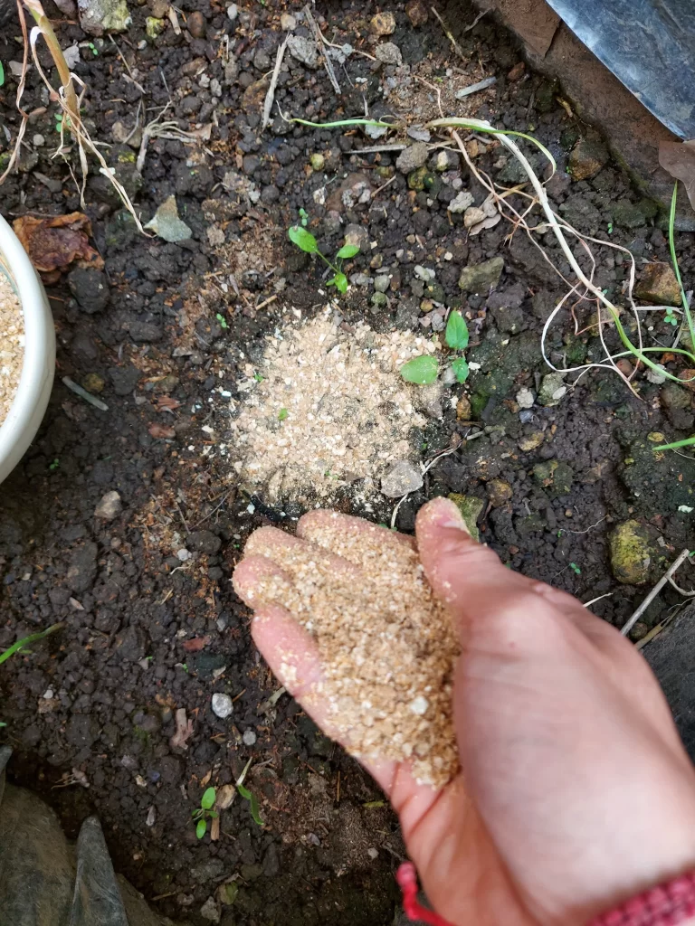 fungicidas huerto en casa