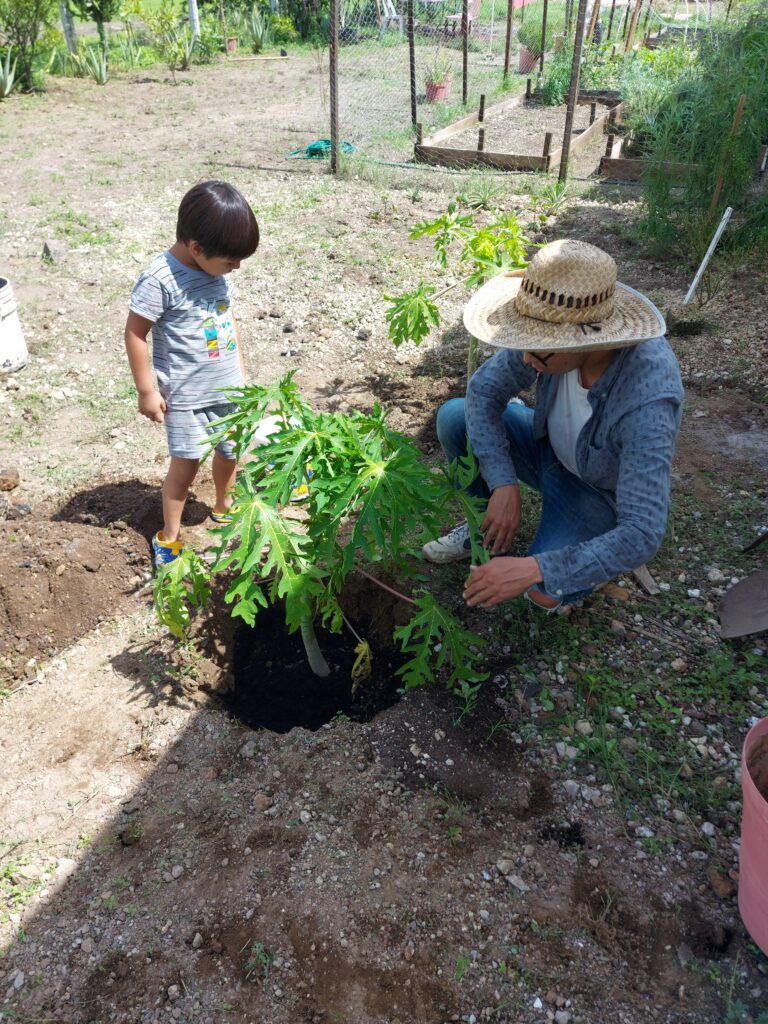 papayo huerto comunitario