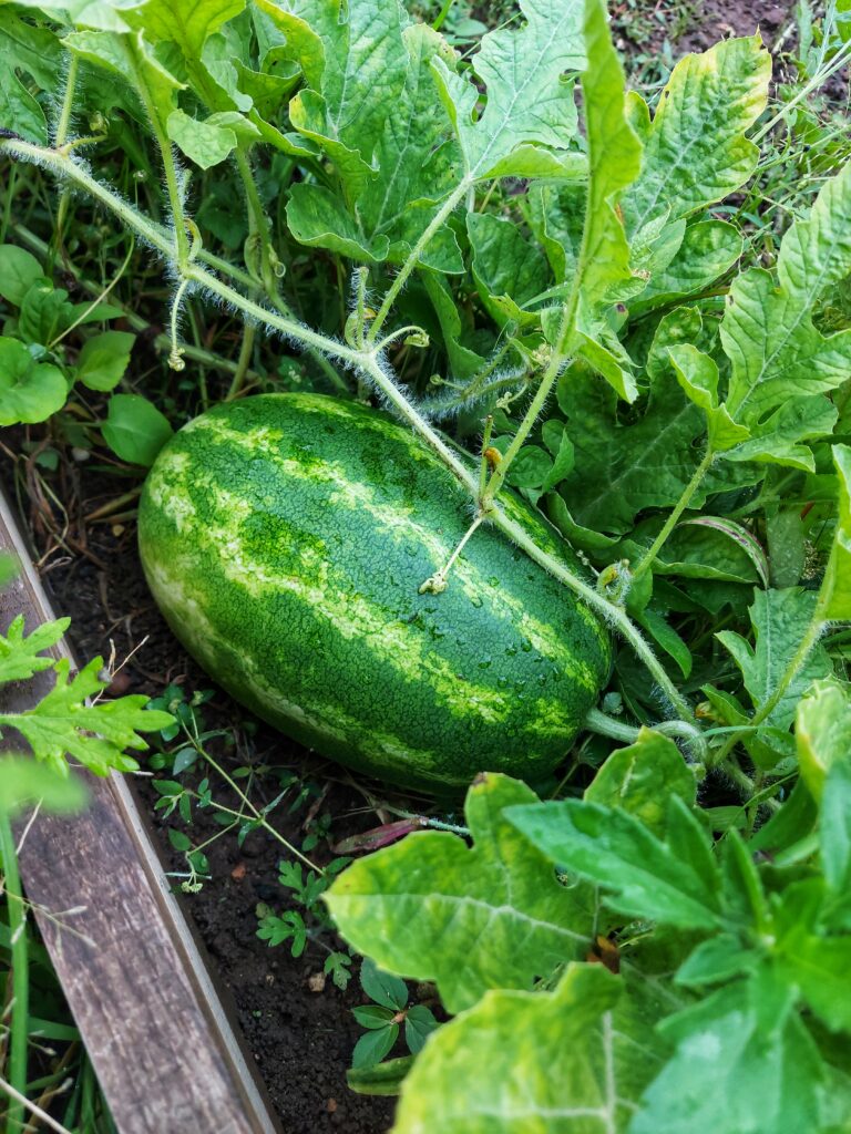 cosecha 2 - huertos comunitarios