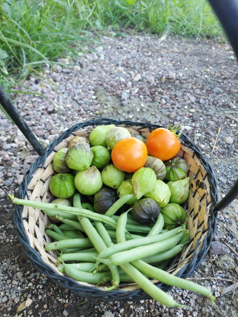 cosecha huerto comunitario 