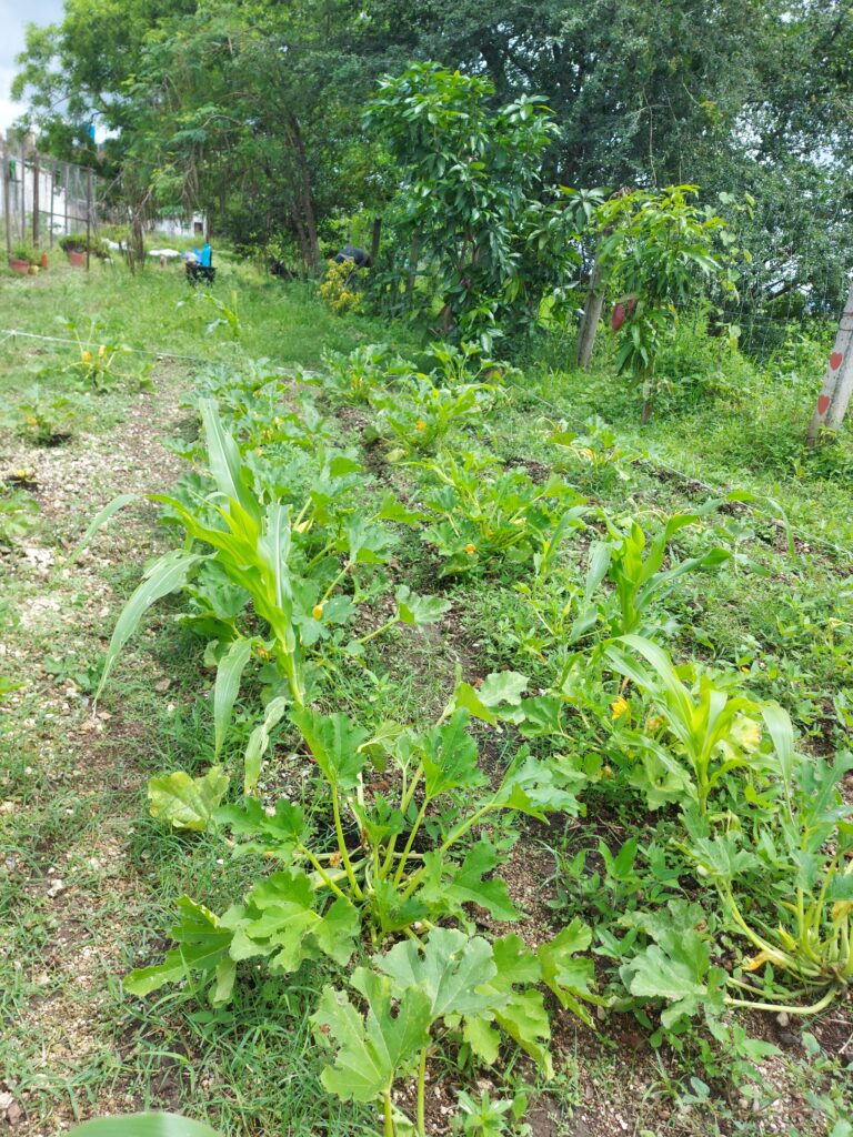 calabaza huerto comunitario 