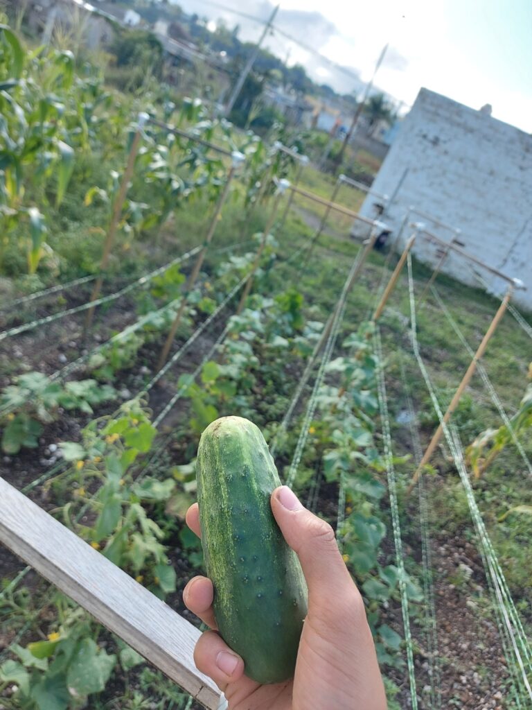 Pepino huertos comunitarios