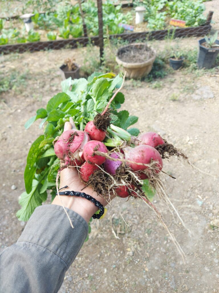 rabano huerto comunitario