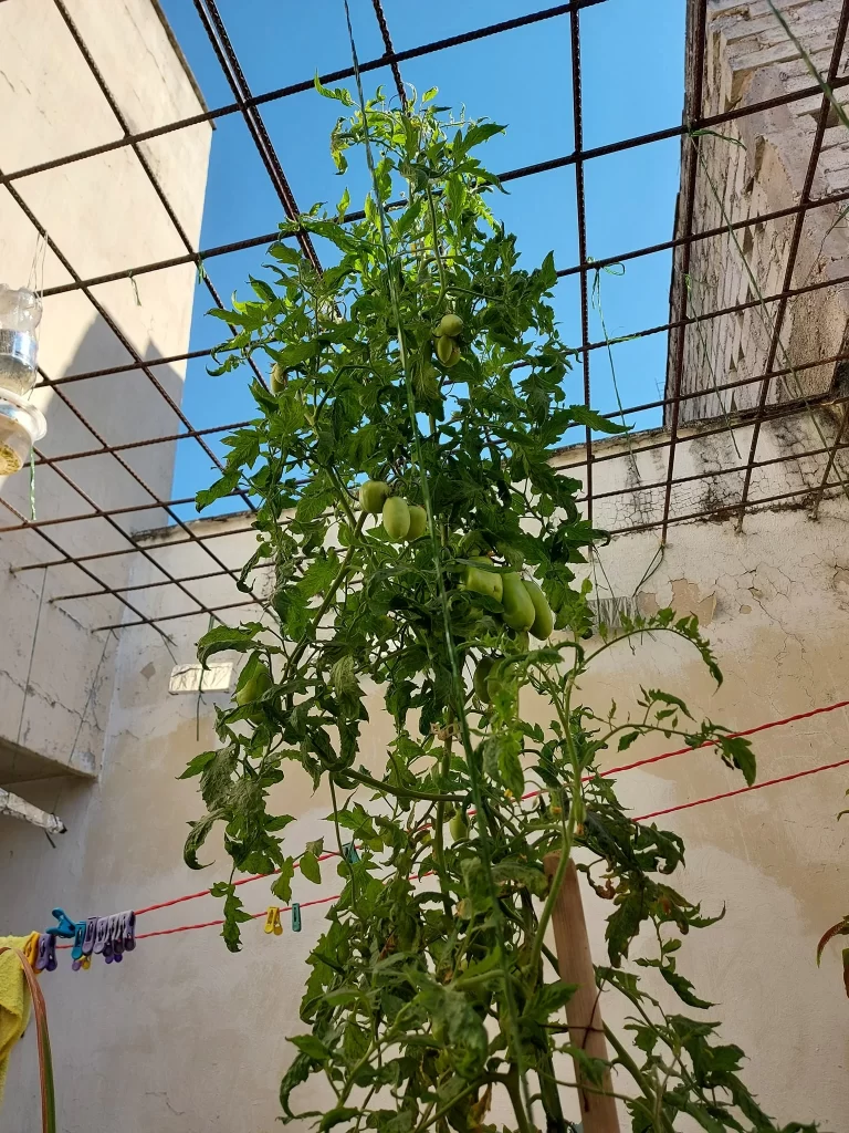 produce tus alimentos huerto en casa