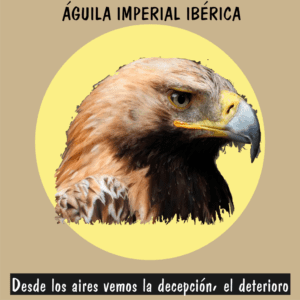Águila imperial ibérica en vuelo, rapaz majestuosa en proceso de conservación