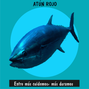 Atún rojo del Atlántico afectado por la sobrepesca comercial