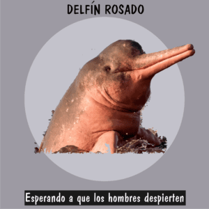 Delfín rosado del Amazonas nadando, especie fluvial amenazada por la actividad humana