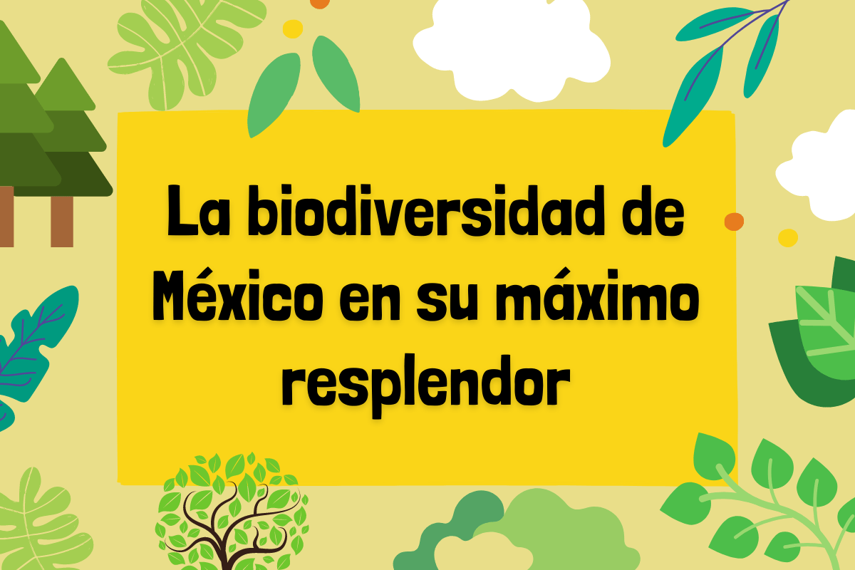 La biodiversidad de México en su máximo resplandor.