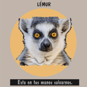 Lémur de cola anillada, uno de los 20 animales en peligro de extinción debido a la deforestación en Madagascar.