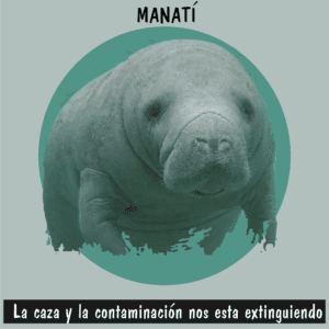 Manatí del Caribe nadando en aguas protegidas