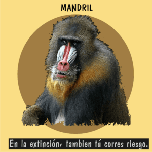 Mandril africano, especie vulnerable por la pérdida de selvas tropicales