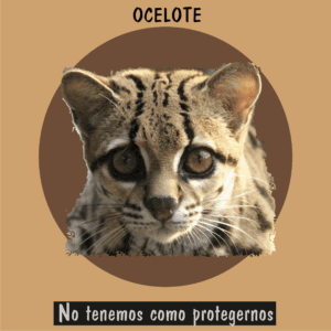 Ocelote silvestre protegido contra la caza ilegal y la pérdida de hábitat.
