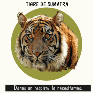 Tigre de Sumatra, uno de los felinos más raros y amenazados del planeta.
