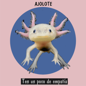 Ajolote mexicano, especie endémica en peligro crítico de extinción
