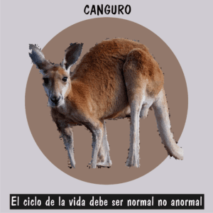 Canguro arbóreo en su hábitat natural, especie vulnerable por la pérdida de selvas