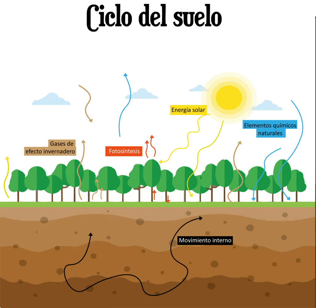 ciclo del suelo 1 