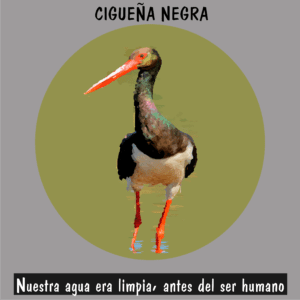 Cigüeña negra en humedales, ave migratoria amenazada por la degradación de su entorno