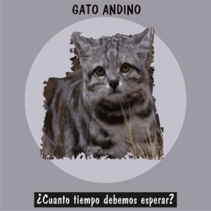 Gato andino, el felino más amenazado de América, integrante de los 20 animales en peligro de extinción