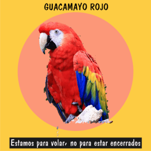 Guacamayo rojo, ave amenazada por el tráfico ilegal de especies