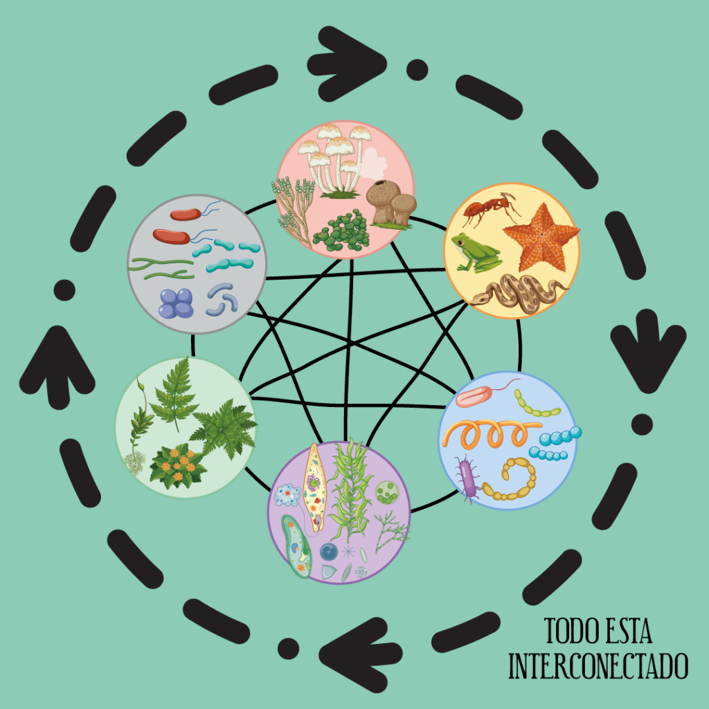 Infografía de la interdependencia de los seres vivos que muestra cómo los reinos animal, vegetal, hongos y bacterias se conectan para sostener el ciclo de la vida y la energía en el planeta. - qué son los seres vivos. 