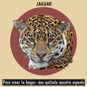 Jaguar americano en la selva, felino clave en la biodiversidad de México