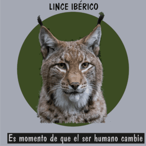 Lince ibérico en libertad, gran caso de éxito en conservación ambiental