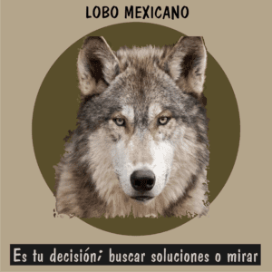 Lobo gris mexicano en programa de recuperación de especies amenazadas.