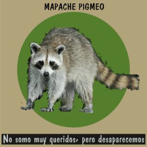 Mapache pigmeo de Cozumel, especie crítica en la lista de los 20 animales en peligro de extinción.