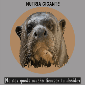 Nutria gigante amazónica en el río, especie en peligro por la contaminación y la caza