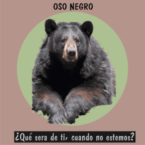 Oso negro americano en su hábitat, especie bajo vigilancia por la reducción de sus territorios