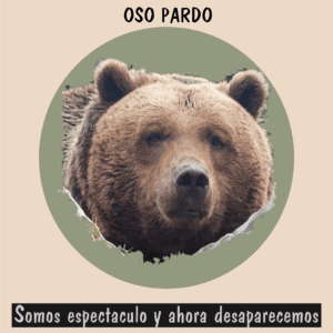 Oso pardo en el bosque, especie protegida para evitar su desaparición en zonas críticas