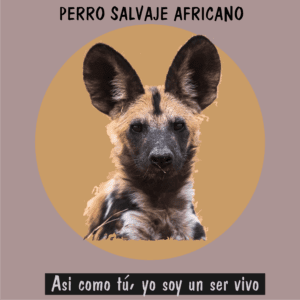 Perro salvaje africano en la sabana, especie en peligro crítico.