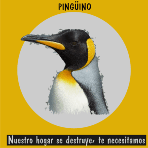 Pingüinos afectados por el cambio climático y la falta de alimento en los polos.