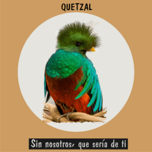 El ave Quetzal resplandeciente en el bosque de niebla, símbolo de la biodiversidad en peligro