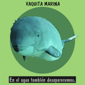 La vaquita marina, uno de los 20 animales en peligro de extinción más críticos del mundo.