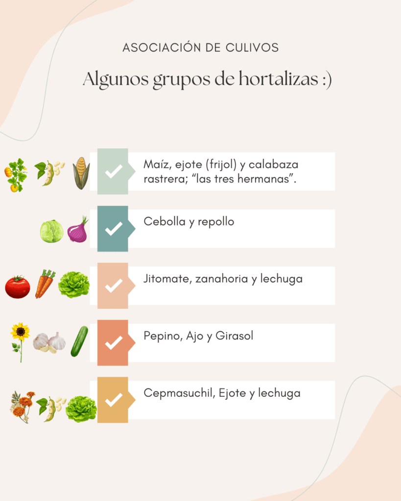 grupo de hortalizas, huerto en casa