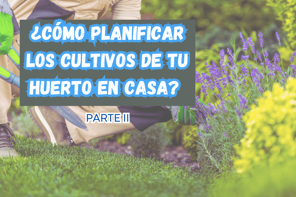 ¿Cómo planificar los cultivos en tu huerto en casa? PARTE 2