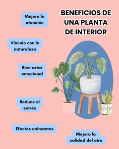 plantas de interior - beneficios