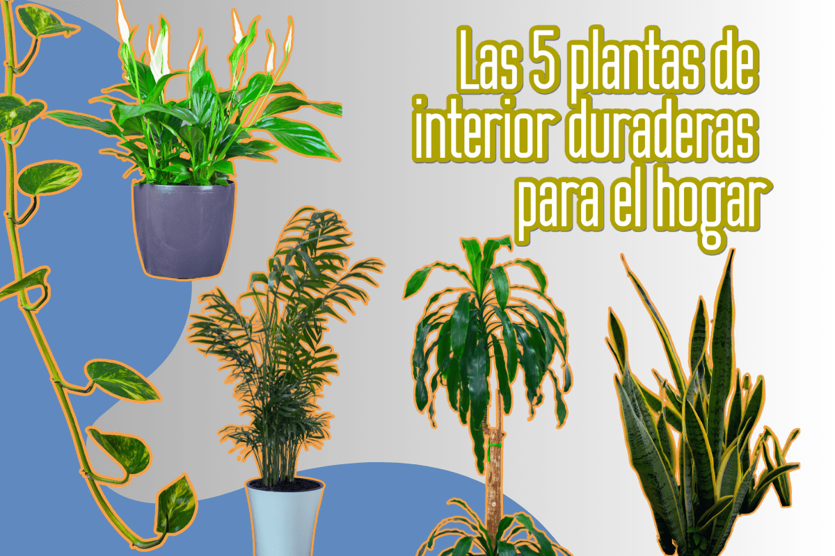 Las 5 plantas de interior duraderas para el hogar