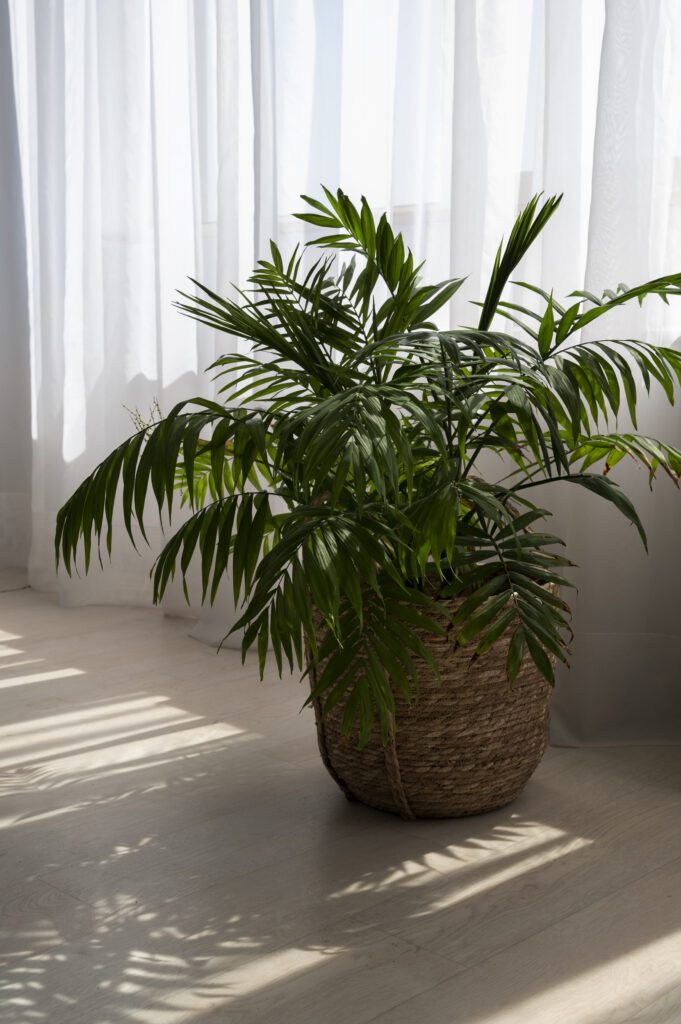 palmera de salon - plantas de interior duraderas