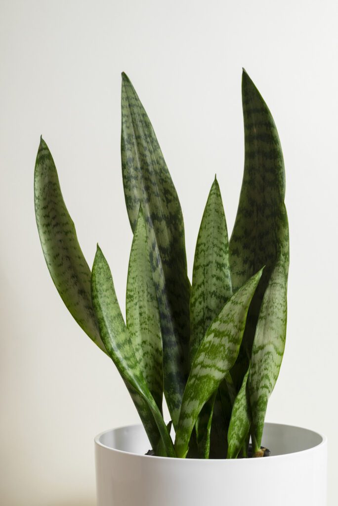 sanserveria - plantas de interior duraderas