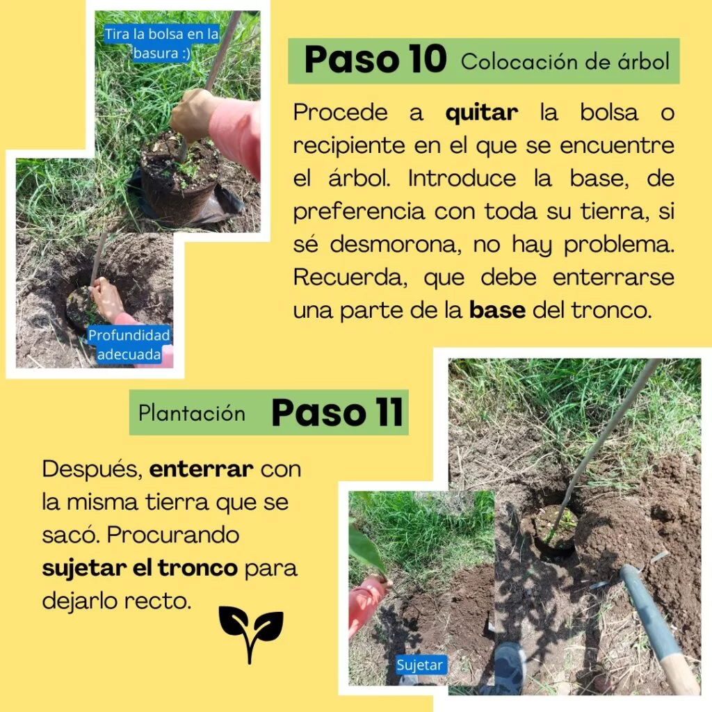Paso 10 - reforestar. 